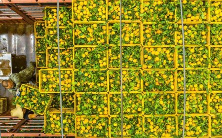 Ilmuwan Temukan Kunci untuk Perangi Kanker/HLB pada Tanaman Jeruk