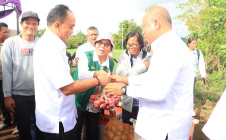 Pemkab Samosir Terima Bantuan Pertanian Bibit Bawang Merah 5 Ton dari Provinsi Sumatera Utara