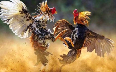 Diduga Jadi Lokasi Judi Sabung Ayam, Polisi Grebek Rumah Anggota DPRD Asahan