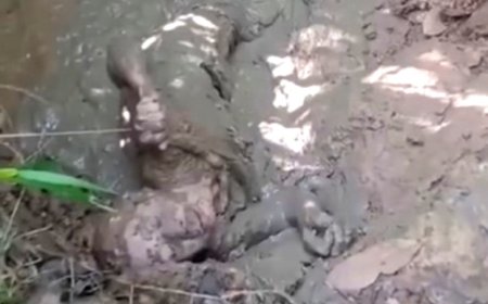 Viral Video Lansia Direndam dalam Lumpur di Nias, DPRD Sumut Minta Polisi Usut Tuntas