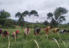 Babinsa Koramil 15/Dolok Pardamean Hadiri Panen Raya Bawang Merah