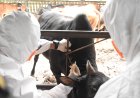 Target Indonesia Bebas PMK 2035, Karantina Sumut Kampanyekan Ring Vaksinasi Ternak di Langkat