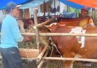 Jelang Idul Adha, Penjual Hewan Kurban di Pemalang Keluhkan Sepinya Pembeli