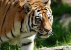 Petani Karet di Pudun Jae Sidimpuan Kaget Kocar-Kacir Melihat Harimau Sumatera Mengaum di Ladang