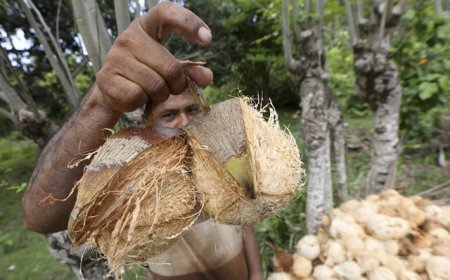 Ternyata Ini Penyebab Harga Kelapa Naik di Indonesia