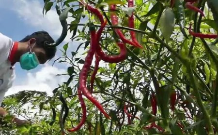 Perang Dagang AS-China Tekan Daya Beli Petani di Sumut