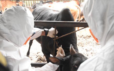 Target Indonesia Bebas PMK 2035, Karantina Sumut Kampanyekan Ring Vaksinasi Ternak di Langkat