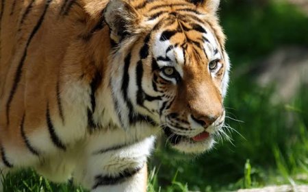 Petani Karet di Pudun Jae Sidimpuan Kaget Kocar-Kacir Melihat Harimau Sumatera Mengaum di Ladang