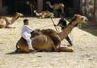 Harga Domba dan Sapi Naik Jelang Idul Adha, Warga Mesir Pilih Unta sebagai Hewan Kurban