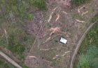 Status Geopark di Ujung Tanduk di Tengah Pembalakan Hutan Samosir