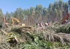 Respons DPRD Sumut soal Perusakan 2 Hektare Kebun Sawit Warga di Padang Lawas