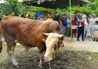Bobby Nasution Saksikan Penyembelihan Hewan Kurban di Kampung Nelayan