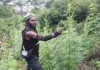 Terungkap, Pimpinan KKB Egianus Kogoya Jual Ganja Tuk Beli Senjata