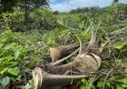 Pemulihan Hutan Nipah, 2.000 Batang Sawit Ilegal Ditebang di Kawasan Perhutanan Sosial di Langkat
