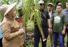 Eksekusi Sawit Ilegal di Langkat, WALHI Sumut: Bentuk Peringatan untuk Pelaku Perambahan