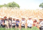 Kapolda Sumut Panen Jagung Program Ketahanan Pangan di Kabupaten Samosir