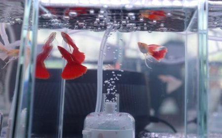 Kompetisi Ikan Gupi Curi Perhatian di China Dibawa dari 20 Negara