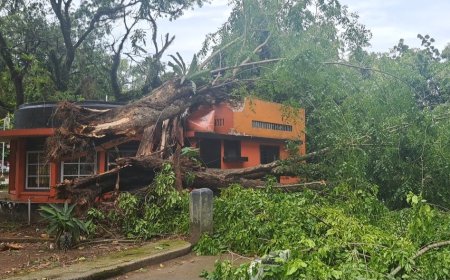 Pohon Tumbang Timpa Kantor Pos di Medan, Diduga Akibat Angin Kencang