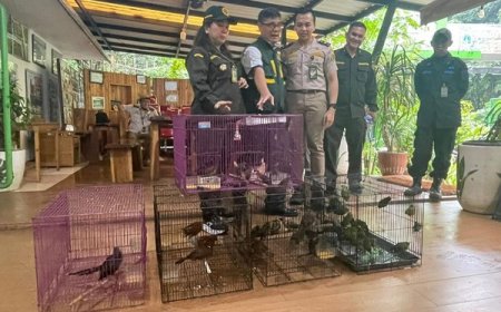 Penyelundupan 334 Burung Tanpa Dokumen dari Payakumbuh Digagalkan di Pelabuhan Merak
