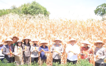 Kapolda Sumut Panen Jagung Program Ketahanan Pangan di Kabupaten Samosir