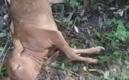 Harimau Sumatera Kembali Mangsa Ternak Warga di Langkat