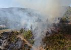 Petani Suriah Hadapi Masa Depan Suram Usai Dilanda Karhutla Dahsyat