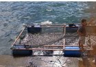 Ribuan Ikan di Danau Toba Mati Diduga Kekurangan Oksigen karena Kemarau Panjang