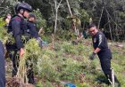 Dua Hektare Ladang Ganja di Perbukitan Tor Sihite Madina Dimusnahkan