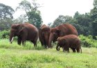 Kemenhut Diminta Segera Proses Lahan Prabowo untuk Gajah di Aceh