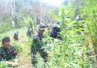 Tim Patroli Kodim 0212/Tapsel Temukan Ladang Ganja Seluas 3 Hektare, Dandim: Ini Bukan Kali Pertama