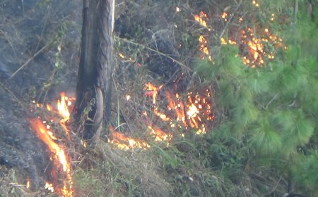 Hutan Pinus Tele Kembali di Lahap Si Jago Merah: Lahan Terbakar Capai 50 Hektar