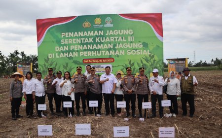 Polrestabes Medan Tanam Jagung Serentak Kuartal III di Sunggal