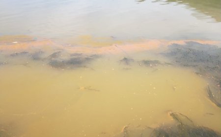Ikan di Danau Toba Mati di Perairan Bebas