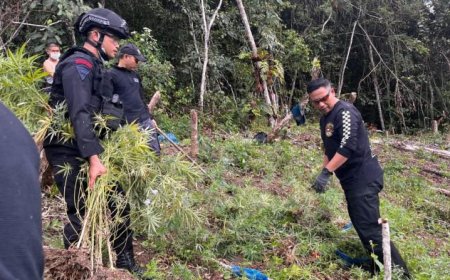 Dua Hektare Ladang Ganja di Perbukitan Tor Sihite Madina Dimusnahkan