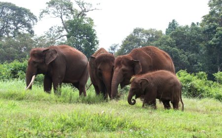 Kemenhut Diminta Segera Proses Lahan Prabowo untuk Gajah di Aceh