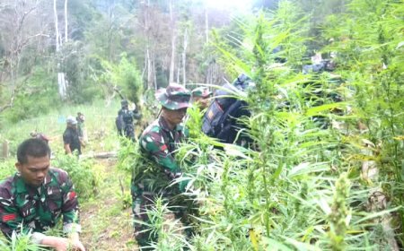 Tim Patroli Kodim 0212/Tapsel Temukan Ladang Ganja Seluas 3 Hektare, Dandim: Ini Bukan Kali Pertama