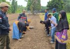 Sokong Ketahanan Pangan, Dinas Ketapang Binjai Salurkan Bantuan Penanaman Bawang Merah