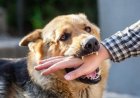 Rabies: Penyakit Mematikan yang Masih Bisa Dicegah
