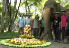 Siti, Gajah Tertua di Medan Zoo Rayakan Hari Gajah Sedunia