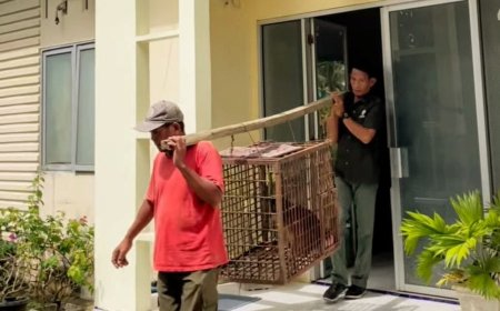 BSKDA Stabat Pindahkan 4 Ekor Satwa Dilindungi yang Diterima dari Warga