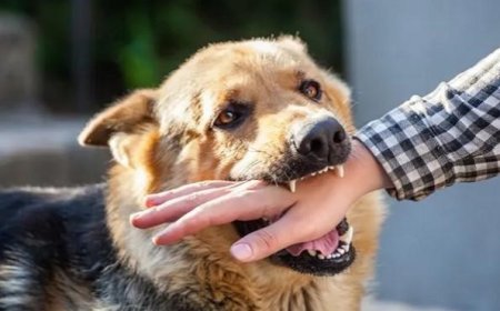 Rabies: Penyakit Mematikan yang Masih Bisa Dicegah