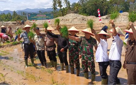 Didukung TNI, Koptan Saroha Sulap Bekas Tambang Emas Ilegal Jadi Sawah Produktif