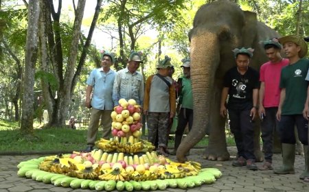 Siti, Gajah Tertua di Medan Zoo Rayakan Hari Gajah Sedunia
