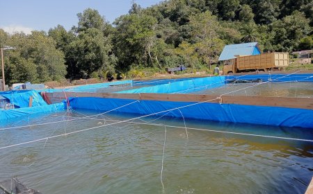 Pemanfaatan Pekarangan Rumah Dalam Budidaya Udang Vannamei di Tapteng