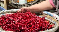 Pedagang di Medan Cerita Lika-liku Jual Cabai Merah