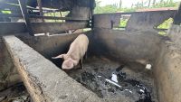 Warga Keluhkan Limbah Cair dan Aroma tak Sedap Kandang Ternak Babi di Medan
