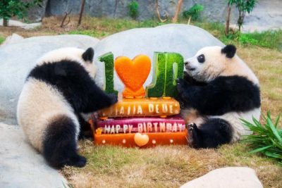 Mengintip Perayaan Ulang Tahun Pertama Panda Kembar Jia Jia dan De De di Hong Kong