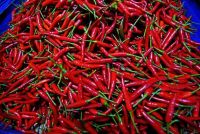 Dipicu Cabai Kardus, Harga Cabai Merah Tembus Rp100 Ribu Perkilo di Level Konsumen