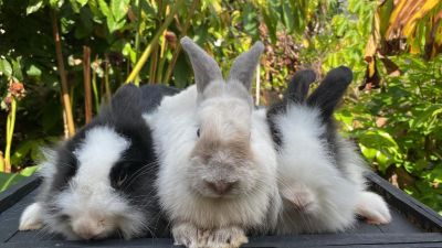 Kenapa Kelinci Kecil Sering Mati? Begini Cara Merawat Supaya Panjang Umur