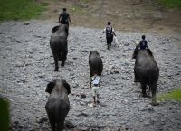 Wisawatan di Tangkahan Ditendang Gajah, BBTNGL Perketat Jalur Wisata